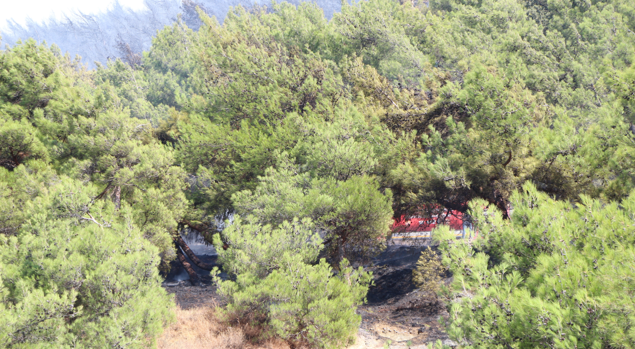 Hatay'da orman yangını! Havadan ve karadan müdahale ediyor